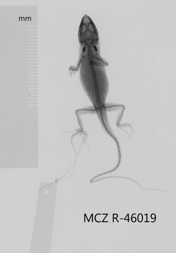 Media type: image;   Herpetology R-46019 Aspect: dorsoventral x-ray
